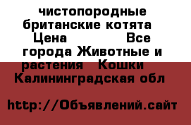 чистопородные британские котята › Цена ­ 10 000 - Все города Животные и растения » Кошки   . Калининградская обл.